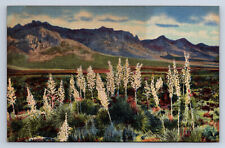 Vintage Postcard Southern New Mexico Florida Mountains Cacti Yucca Linen R1 picture