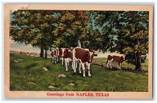c1920 Greetings From Naples Cows Nature Lined Trees Texas TX Unposted Postcard picture