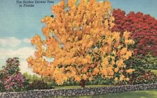 Postcard FL Golden Shower Tree Florida 1958 Linen Antique Vintage PC f2197 picture