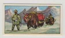 Animals in the Service of Man 1964. The Yak of Tibet picture