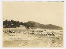Vintage 1919 China Photograph Tientsin Incident Shore Live Stock Photo Tianjin picture