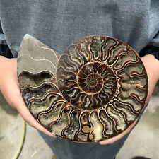300g+Natural Ammonite Disc quartz crystal Fossil Conch Specimen Healing 1PC picture