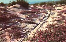 Postcard AZ Sand Verbenas Blooming on the Desert 1956 Chrome Vintage PC f4158 picture