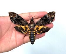 Real Death Head Moth Gothic Taxidermy Insect Skull Moth Oddities Collection picture