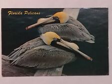 Florida Pelicans Called Flying Suitcases Posted 1984 Postcard  picture