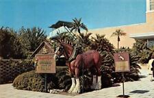 TAMPA, Florida FL  BUSCH GARDENS AMUSEMENT PARK  Huge Clydesdale Horse  Postcard picture