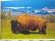 Postcard Buffalo North American Wildlife picture