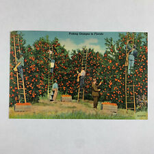 Postcard Florida FL Picking Oranges Farming Orlando 1951 Linen Posted picture