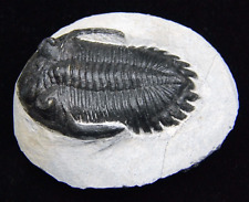 Metacanthina Trilobite 