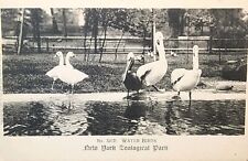 1906 Postcard ~ No. 321-D ~ Water Birds ~ New York Zoological Park ~ #-4880 picture