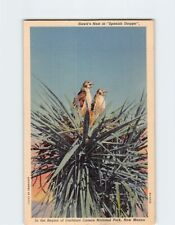 Postcard Hawks Nest in Spanish Dagger Carlsbad Caverns National Park NM USA picture