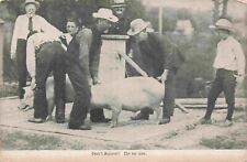 Farmers Try to Catch Pigs Don't Squeal it's No Use Humor Comic Unused Postcard picture