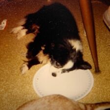 (AbB)  Original FOUND PHOTO Photograph Snapshot Hungry Dog Waits Food Dish Sleep picture