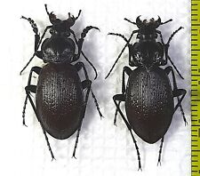 Carabidae, Carabus (Morphocarabus) aeruginosus (brown) pair A1, E. Russia picture