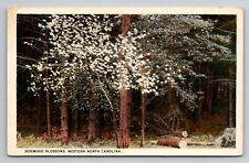 Dogwood Blossoms Western North Carolina Vintage Unposted Postcard picture