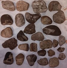Great Lakes Mixed Fossil Lot Michigan Stone Assortment Unpolished Petoskey  picture