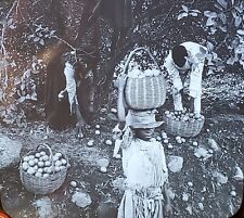 Gathering Limes DOMINICA, British West Indies, c1910's Magic Lantern Glass Slide picture
