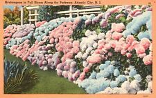 Postcard NJ Atlantic City Hydrangea in Full Bloom Parkway Linen Vintage PC J1255 picture