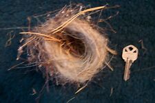 Real abandoned nest decor ,crafts picture
