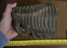 Fossil Woolly Mammoth Tooth picture