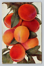 Postcard Peaches Woodlawn Nurseries Rochester New York NY, Antique A15 picture