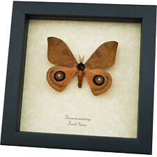 Automeris cinctistriga Rare Silkmoth Moth Saturniidae Framed Taxidermy Display picture