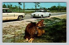 West Palm Beach FL-Florida, Lion Country Safari, Antique Vintage Postcard picture