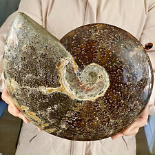 6.9LB of natural color conch fossils from Madagascar picture