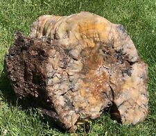 ☘️RR⚒: BIG chunk Arizona Rainbow Petrified Wood, 88+lb 🌈 picture