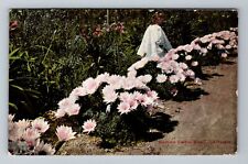 CA-California, Child Among Blooming Cushing Cactus, c1915, Vintage Postcard picture