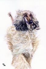 Afghan Hound In Motion picture