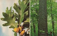 White Oak Tree, Quercus Alba, Vintage Postcard picture