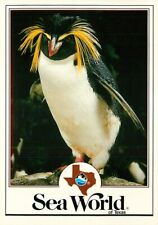 Postcard Rockhopper Penguin, Sea World of Texas picture