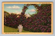 Lower Rio Grande Valley TX-Texas, Bougainvillea Trail Vintage Souvenir Postcard picture