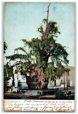 1906 Scene at Sad Night Tree with Fence Mexico C. Antique Posted Postcard picture