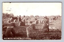 Greeley CO-Colorado, Onion Field, Harvesting Onions, Antique Vintage Postcard picture