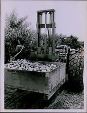 LG865 1965 Original Martin Photo PEACH INDUSTRY Workers Picking Harvesting Fruit picture