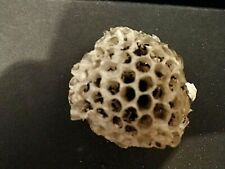 WASP NEST ABANDONED EMPTY NATURAL NATURE FINDS SMALL MADE IN SOUTH TEXAS picture
