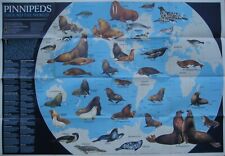 SEAL WALRUS SEA LION Poster Map ANTARCTICA South Pole Pinnipeds Phocids Monk Fur picture