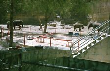 1963 Elephants in Texas Zoo Exhibit #2 1960s Vintage 35mm Slide picture