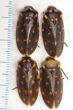 Cercopidae 4 Froghoppers Borneo #29C Spittle Bugs Insect Entomology Fulgorid picture