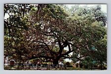Palatka FL-Florida, Live Oak Tree, County Courthouse, Vintage c1977 Postcard picture