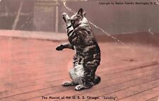 Postcard Mascot USS Chicago Saluting Cat 1908 Seattle WA pm Fawcett Poly Chrome picture