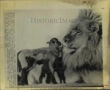 1976 Press Photo Lion and Lamb Nose to Nose at Marine World/Africa U.S.A. picture