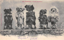Rare Antique Beautiful RPPC Studio Photograph of Five Little DOGS Show 1901s picture