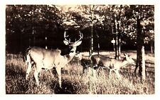 RPPC MI - Ludington, Michigan - Deer, 1940 PM - PC58 picture