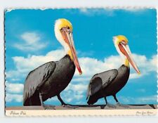 Postcard Pelican Pals picture