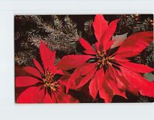 Postcard Red Poinsettias picture