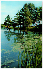 Postcard Chrome Beautiful Scenic View of a Still Lake With a Cottage picture