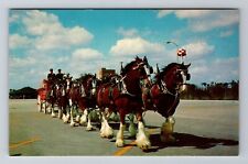 Tampa FL-Florida, Budweiser Clydesdale Team, Busch Gardens, Vintage Postcard picture